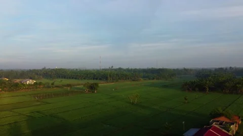 Rice Fields Bordering Palm Oil Plantation in Indonesia Video stock 312080934