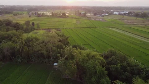 Rice fields bordering tropical forest at sunset 動画素材 341546508