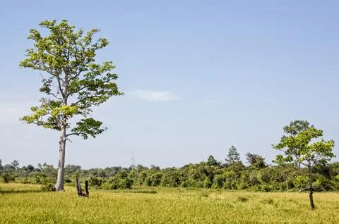 Rice fields, Cambodia Stock Photos