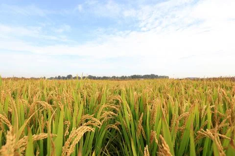 Rice fields in China Stock Photos