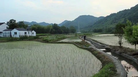 Rice Fields In Chinese Village (2) Stock Footage 86962690