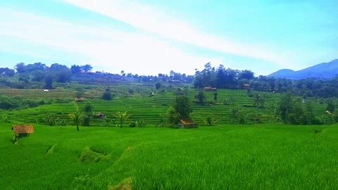 Rice fields of Cihamerang Stock Footage 288292086