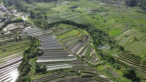 Rice fields circle forward Stock Footage 329882545