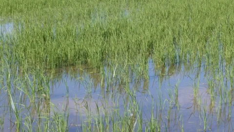Rice fields Close up in 4k Video stock 327041968
