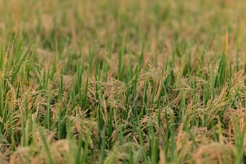 Rice fields - close up details of paddy plants in the fields Foto stock