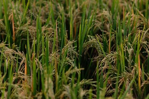 Rice fields - close up details of paddy plants in the fields Stock Photos