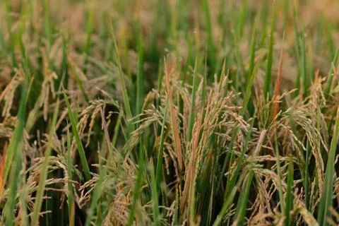 Rice fields - close up details of paddy plants in the fields Stock Photos