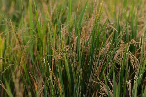 Rice fields - close up details of paddy plants in the fields Stock Photos