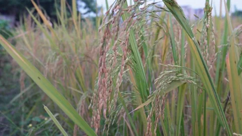 Rice fields close-up, paddy fields Stock Footage 291112287