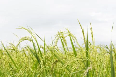 Rice fields close up Stock Photos