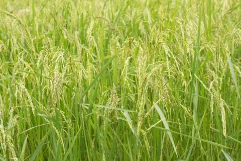 Rice fields close up Stock Photos