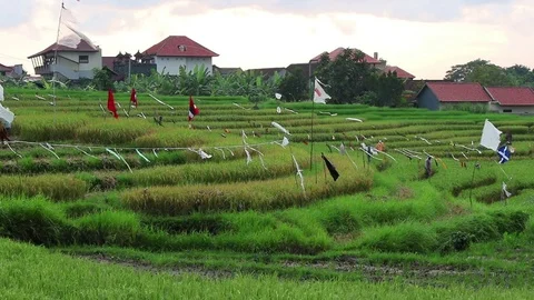 Rice fields cloth and flags Stock Footage 72472538