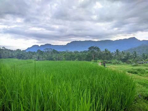 Rice fields in a cloudy afternoon Stock Photos