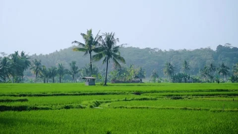 Rice fields with coconut trees in the middle, tropical village atmosphere Stock Footage 282037572