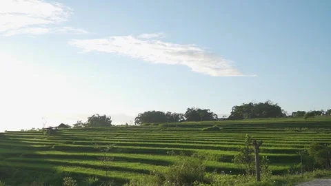 Rice fields in the countryside at dusk Stock Footage 235638760