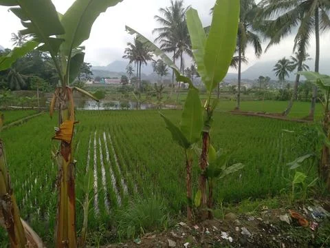 Rice fields in the countryside Foto stock