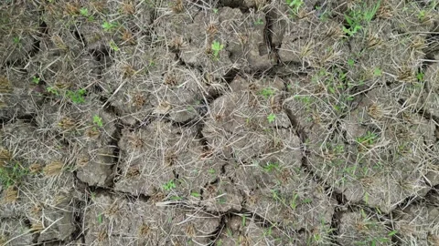 Rice fields with cracked soil due to drought in Yogyakarta, Java, Indonesia. 4k Video stock 247349267