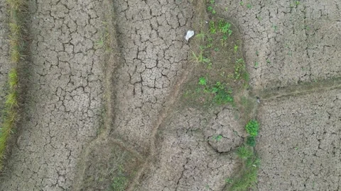Rice fields with cracked soil due to drought in Yogyakarta, Java, Indonesia. 4k Video stock 247349276