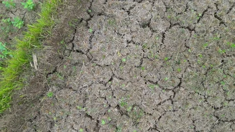 Rice fields with cracked soil due to drought in Yogyakarta, Java, Indonesia. 4k Vídeos de archivo 247349281