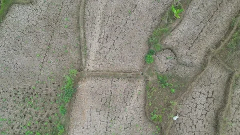 Rice fields with cracked soil due to drought in Yogyakarta, Java, Indonesia. 4k Video stock 247349324