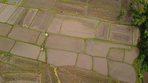 Rice Fields in Dewy Splendor Stock Photos