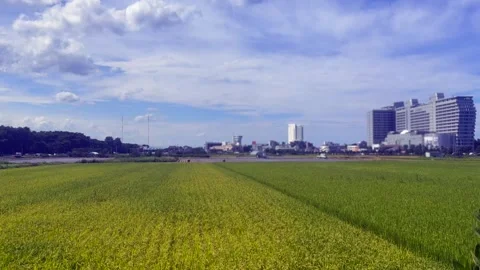 Rice fields at different growth stages beside modern city skyline. One field Stock Footage 341382076