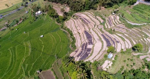 Rice fields at different stages from dry to bright green along road Stock Footage 114577935