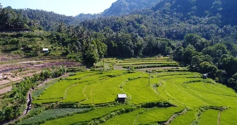 Rice fields at different stages from dry to bright green between tropical hills Stock Footage 114580653