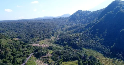 Rice fields at different stages from dry to bright green along road Stock Footage 114581179