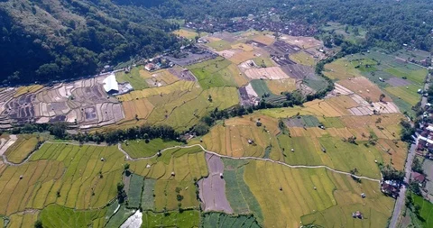 Rice fields at different stages from dry to bright green along road Stock-Footage 114583231