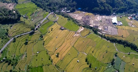 Rice fields at different stages from dry to bright green along road Video stock 116062772
