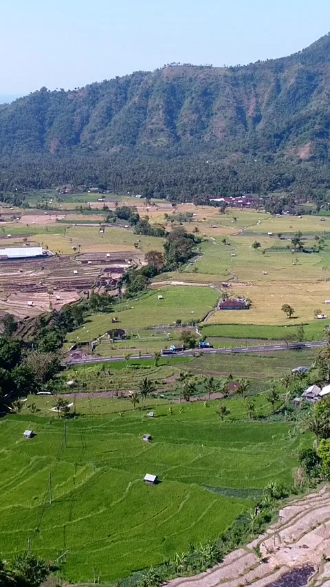 Rice fields at different stages from dry to bright green between tropical hills 스톡 동영상 228011000