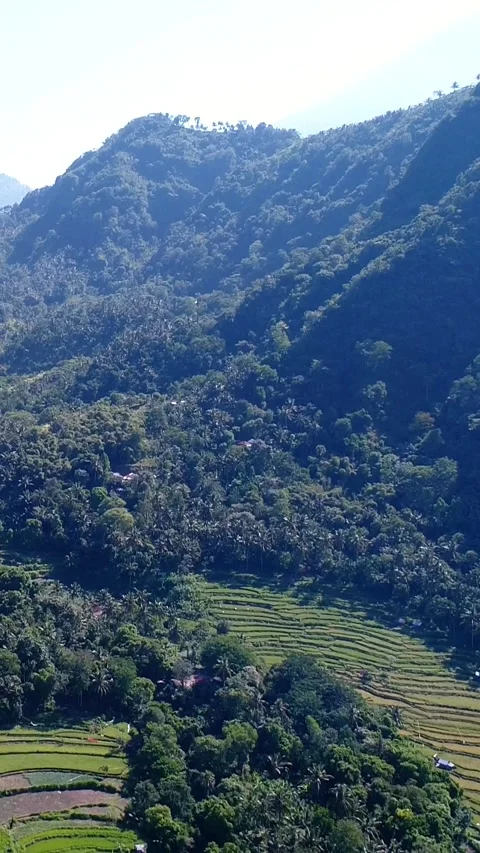 Rice fields at different stages from dry to bright green along road Stock Footage 230287415