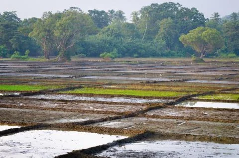 Rice fields divided on many lots Stock Photos