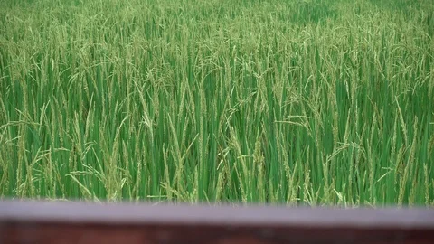 Rice fields, Dolly shot. Stock Footage 105008373