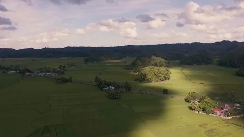 Rice Fields - Drone Shot Stock-Footage 81441825
