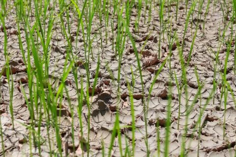 Rice fields of drought. Stock Photos