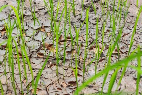 Rice fields of drought. Stock Photos