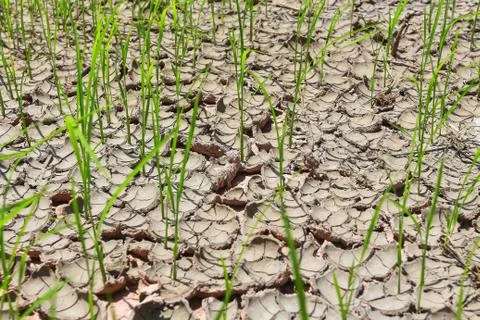 Rice fields of drought. Stock Photos