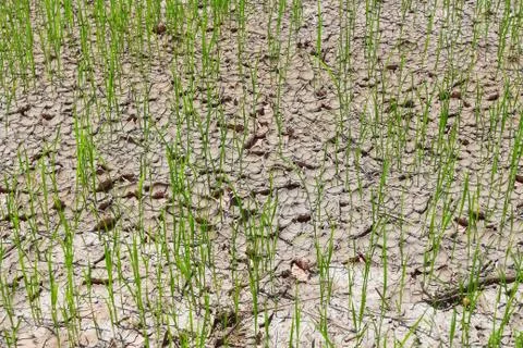 Rice fields of drought. Stock Photos