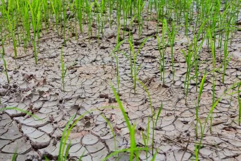 Rice fields of drought. Stock Photos