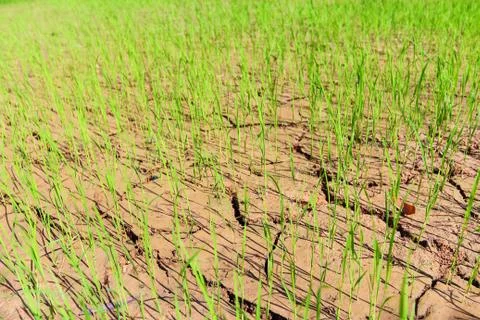 Rice fields of drought. Stock Photos