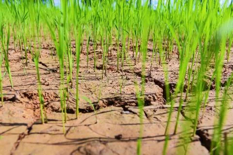 Rice fields of drought. Stock Photos
