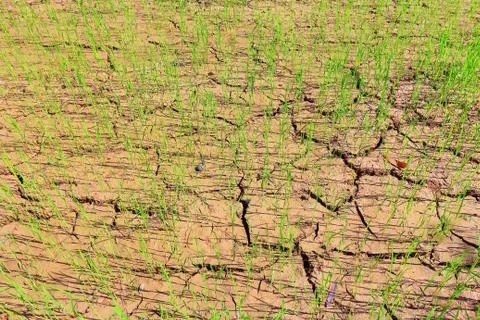 Rice fields of drought. Stock Photos