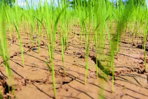 Rice fields of drought. Stock Photos