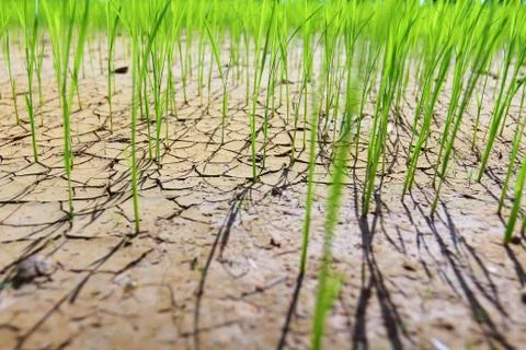 Rice fields of drought. Stock Photos