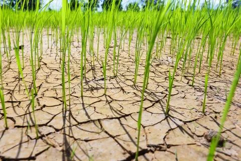 Rice fields of drought. Stock Photos