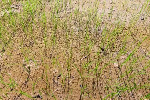 Rice fields of drought. Stock Photos