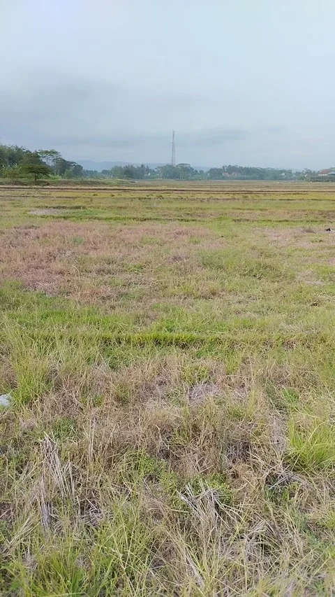 Rice fields during the dry season Stock Footage 290854900
