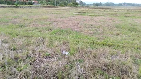 Rice fields during the dry season Stock Footage 290854907